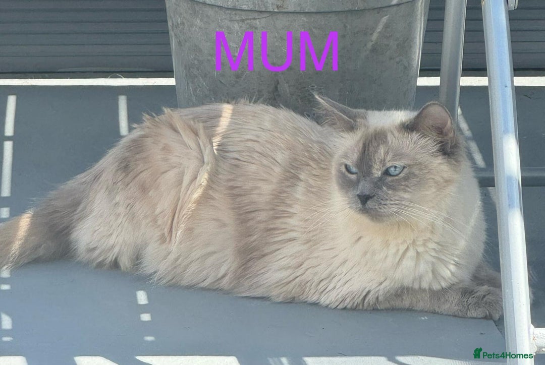 Ragdoll cats for sale: Beautiful Ragdoll kittens  - Image 11