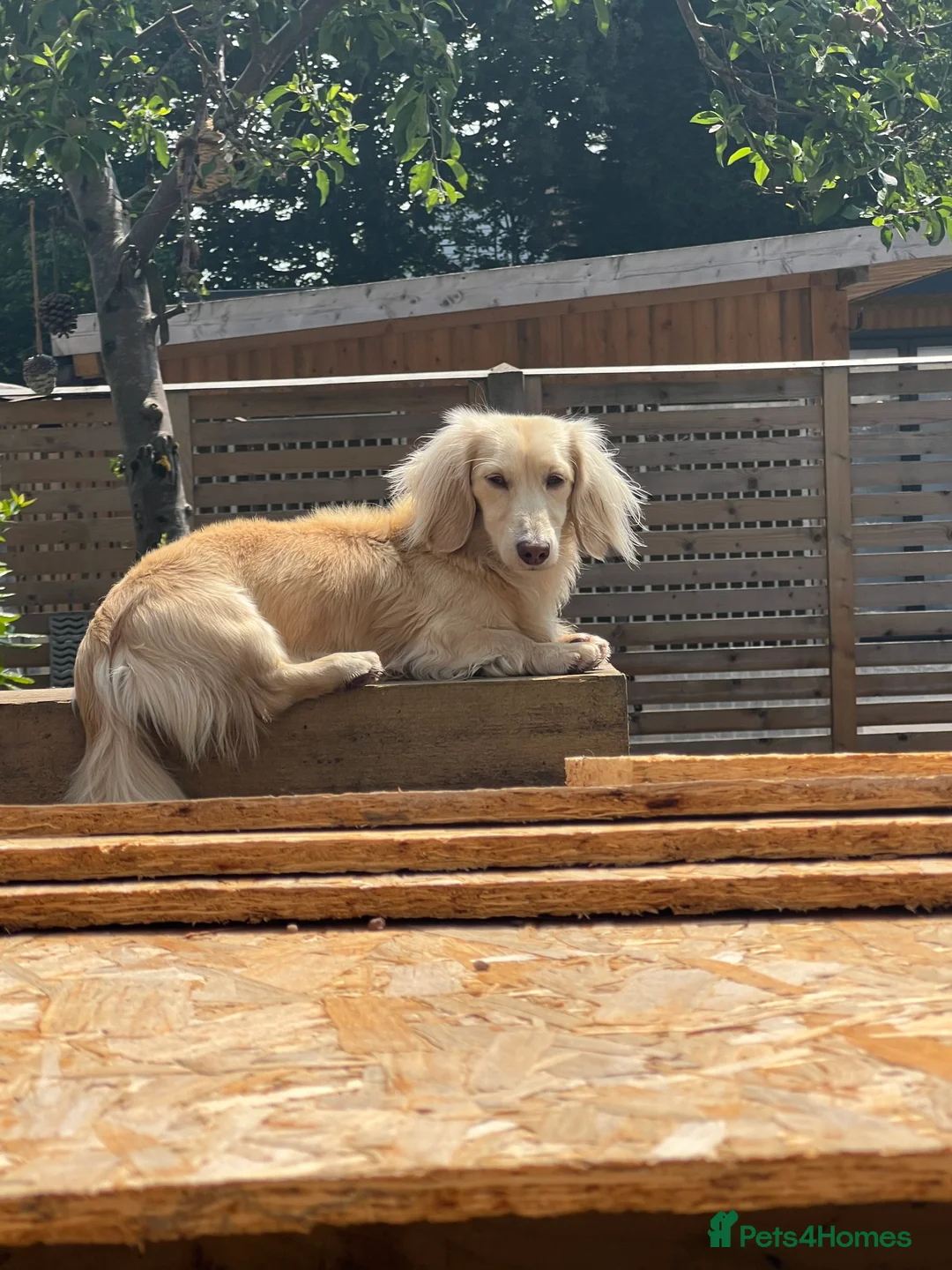 Chiweenie dogs for sale: Teeny chiweenies  - Advert 11