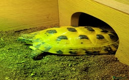 Tortoise reptiles for sale: Horsefield Tortoise - Image 11