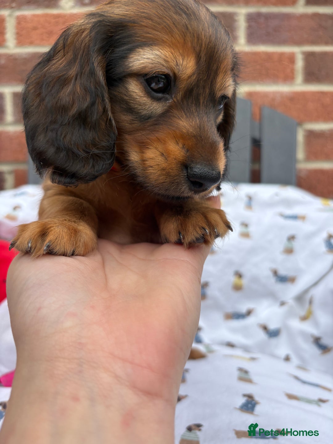 Miniature Dachshund dogs for sale: Amazing Champ Bloodlines Mini Dachshunds ✨ - Image 25