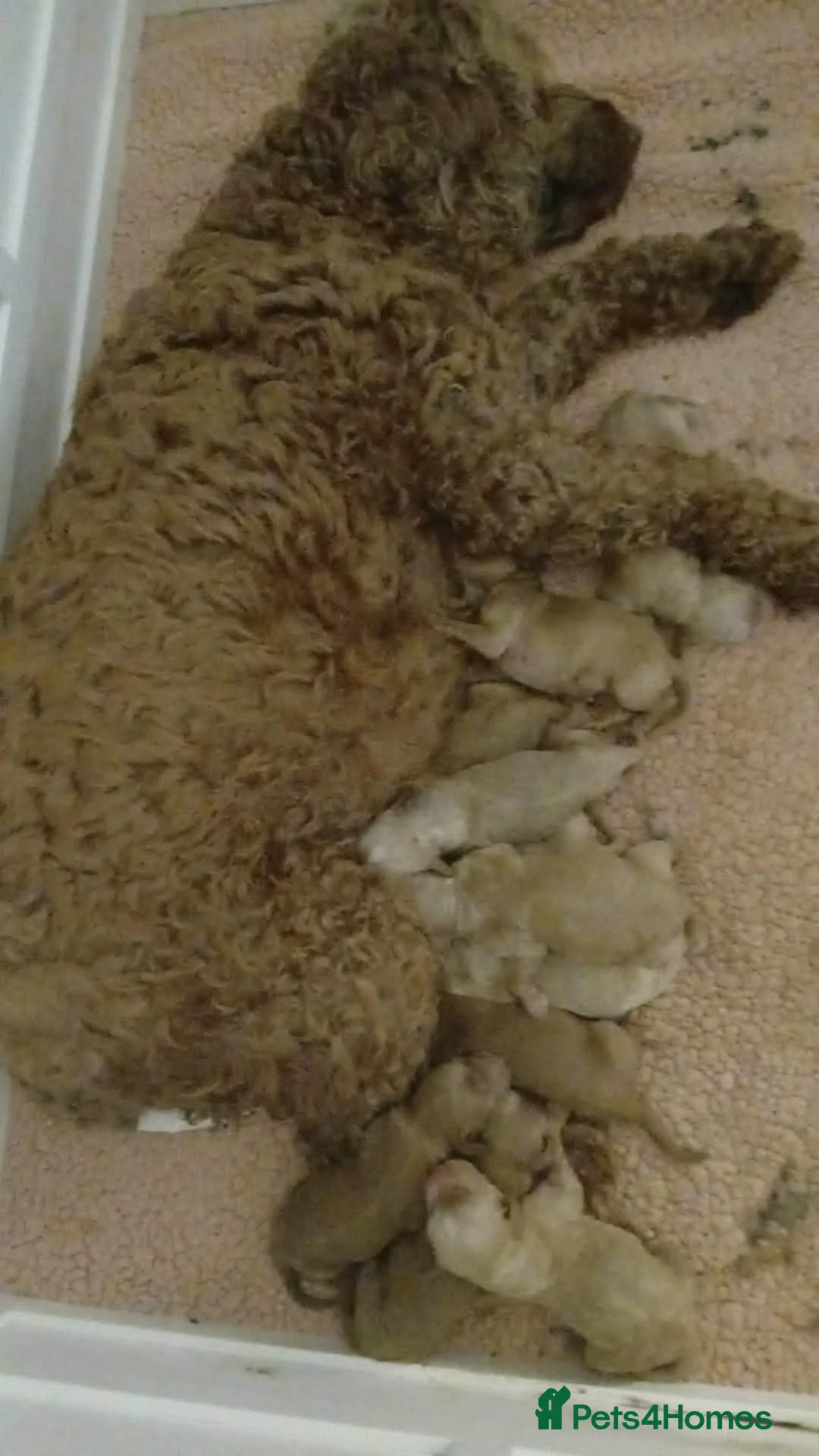 Cockapoo dogs for sale: Beautiful cockapoo puppies  in Hereford - Advert 1