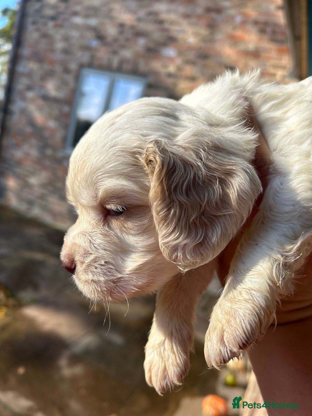Clumber Spaniel dogs for sale: Clumber spaniel Puppies For Sale COI 6.4% - Advert 10
