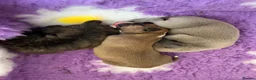Whippet dogs for sale: Outstanding Male Whippets - Advert 5