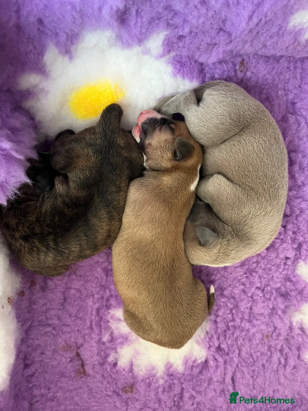 Whippet dogs for sale: Outstanding Male Whippets - Advert 5