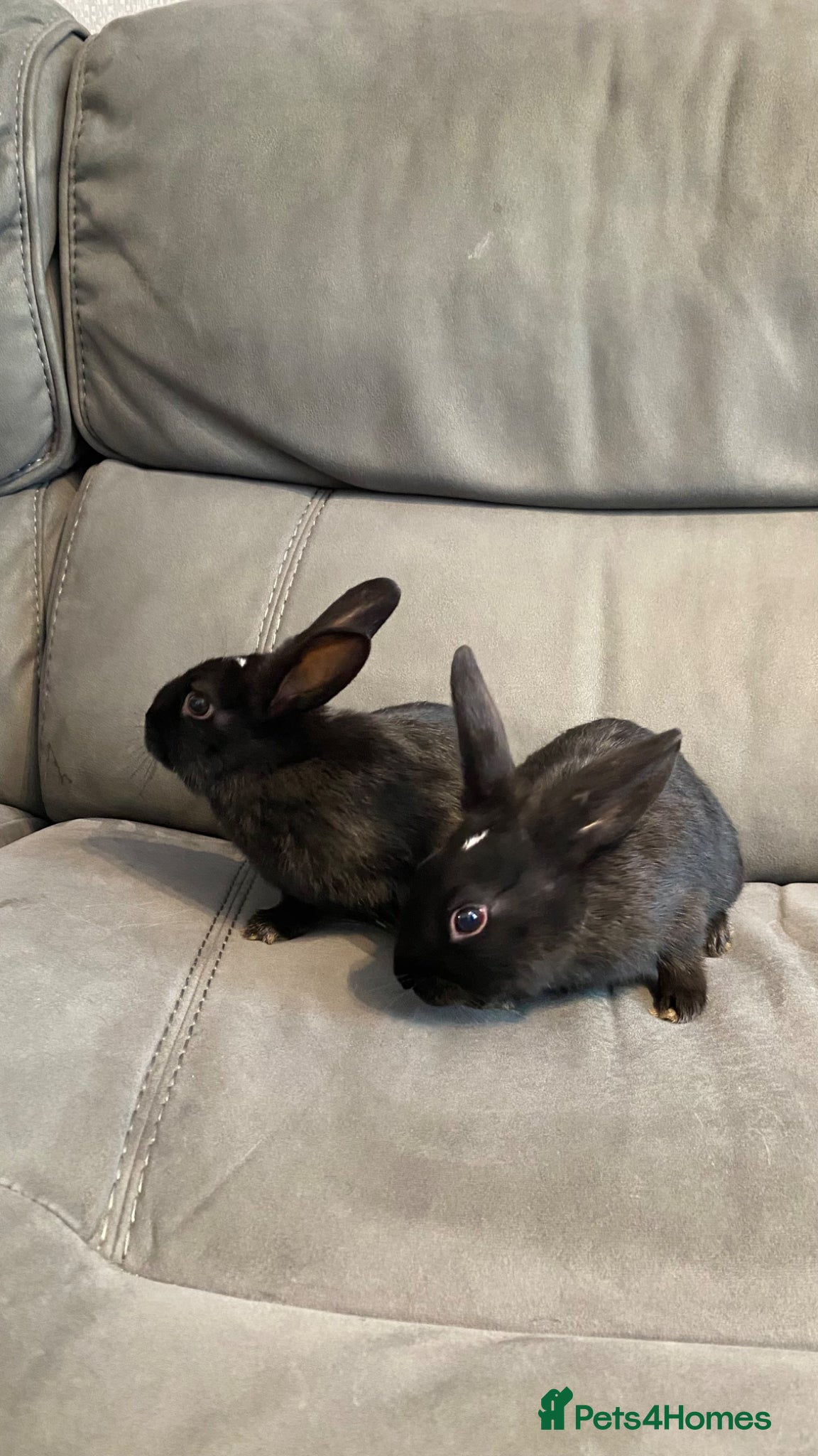 Mixed Breed rabbits 2 bunnies for sale in Oxford - Advert 16