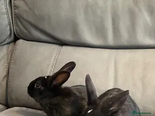 Mixed Breed rabbits 2 bunnies for sale in Oxford - Advert 16