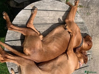 Hungarian Vizsla dogs in Llantwit Major - Advert 12