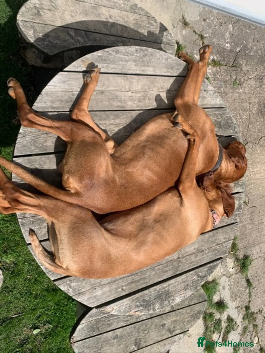Hungarian Vizsla dogs for stud: Hungarian Vizsla for stud! in Llantwit Major - Advert 1