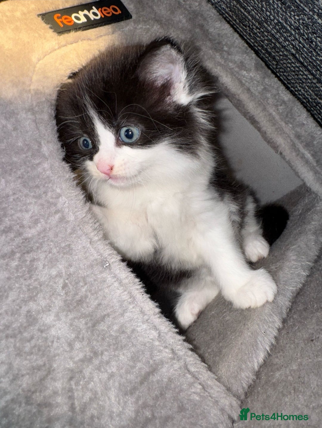 Ragdoll cats for sale: Ragdoll x Tabby Mix Kittens - Image 15