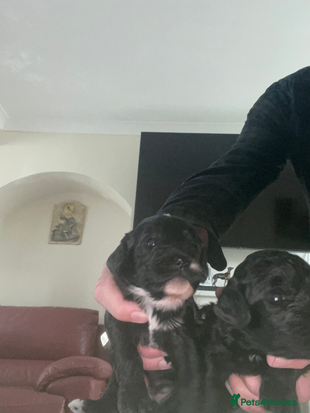 Cockapoo dogs for sale: Cockapoo health tested KC parents  - Advert 4