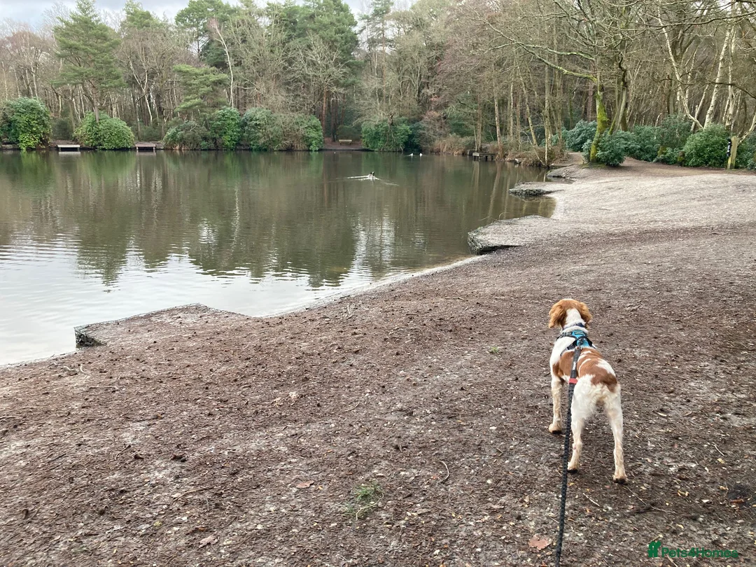 Brittany Spaniel dogs for adoption: Onil, a gorgeous Brittany - Advert 15