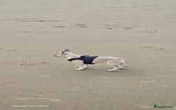 French Bulldog dogs for sale: Elsa Girl - Image 14