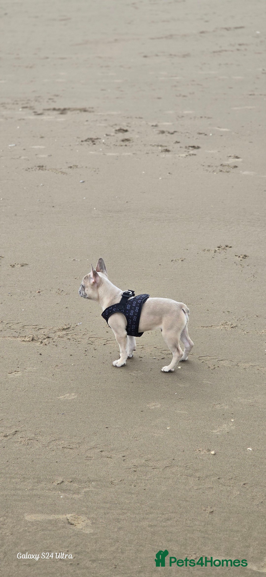 French Bulldog dogs for sale: Elsa Girl - Image 14