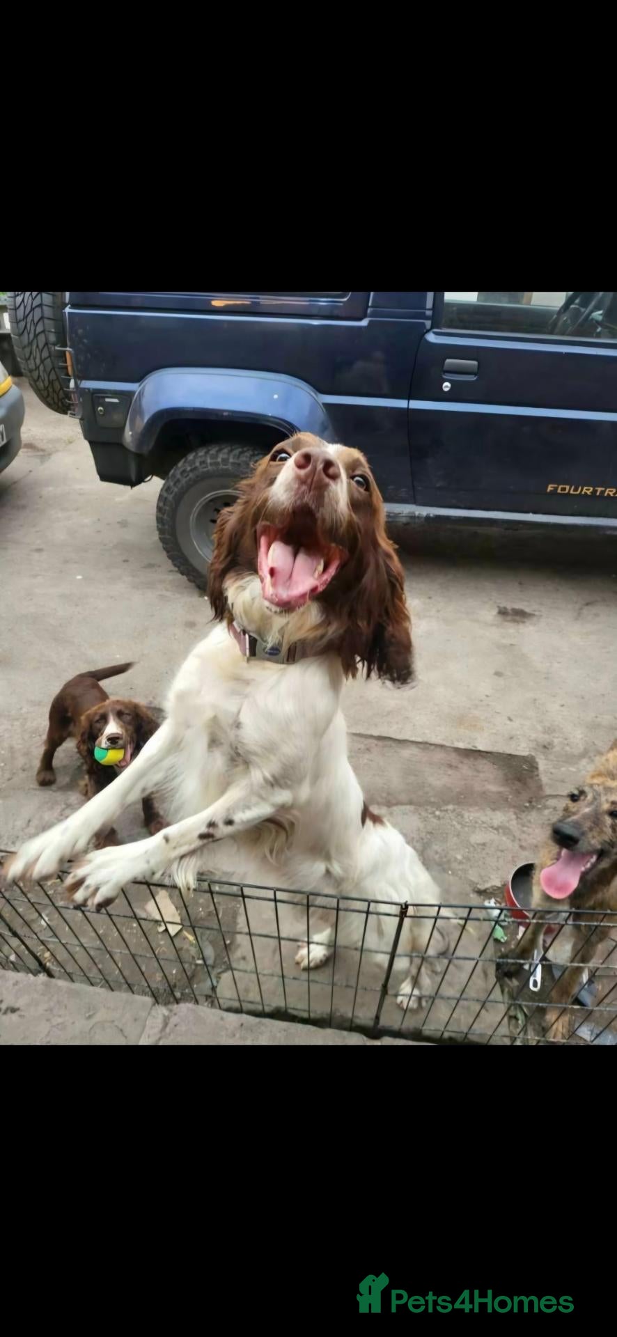 Sprocker dogs Sproker Puppies  - Advert 1