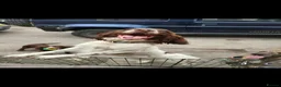 Sprocker dogs for sale: Sproker Puppies  - Advert 1