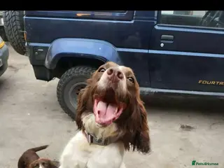 Sprocker dogs Sproker Spaniel Puppies - Advert 2
