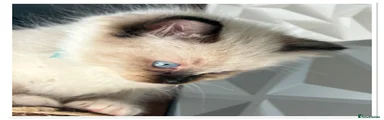 Ragdoll Kitten 4