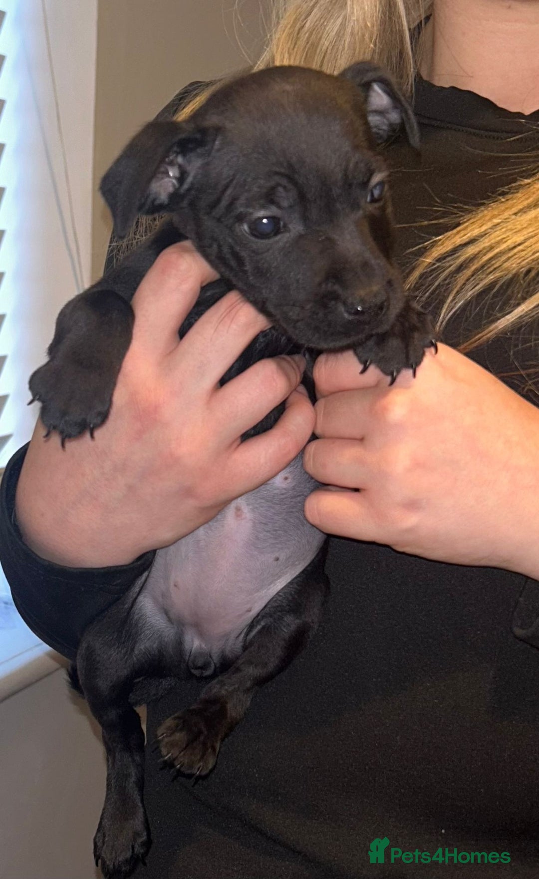 Staffordshire Bull Terrier dogs for sale: Beautiful black and blue kc pups - Image 11