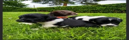 English Springer Spaniel dogs for sale: KC ESS heavily coloured pups  - Advert 2