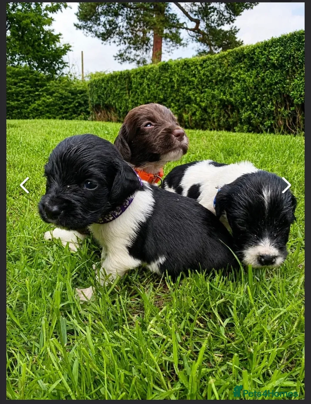 English Springer Spaniel dogs for sale: KC ESS heavily coloured pups  - Advert 2