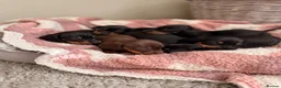 Miniature Dachshund dogs for sale: KC Miniature Smooth Dachshund Puppies - Advert 10