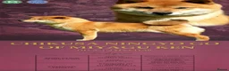 Japanese Shiba Inu dogs for sale: Shiba Inu Champion Bloodlines  Health Tested - Advert 3