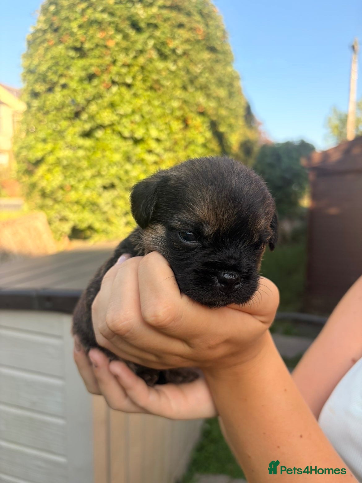 Border Terrier dogs Stunning border terriers  - Advert 1