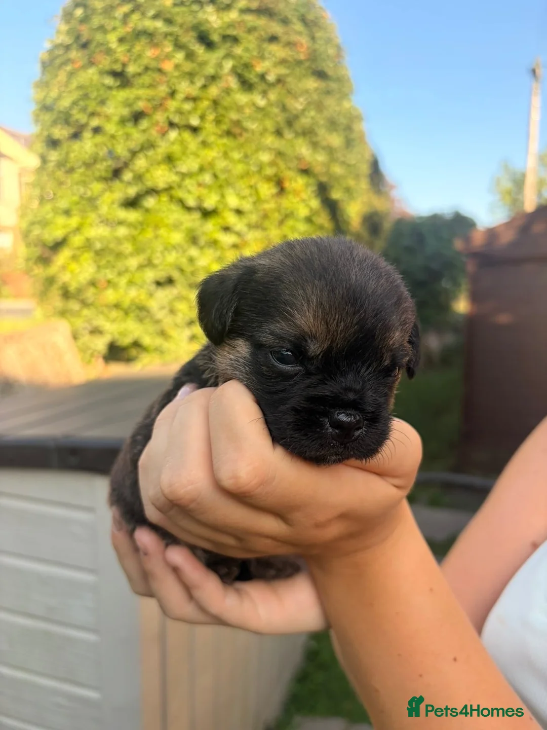 Border Terrier dogs for sale: Stunning border terriers  - Advert 1