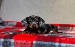 Miniature Dachshund dogs for sale: STUNNING DACHSUND PUPPIES  - Image 6