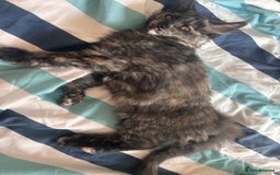Maine Coon cats for sale: Beautiful Pedigree Maine Coon Kitten - 1 Left - Image 13