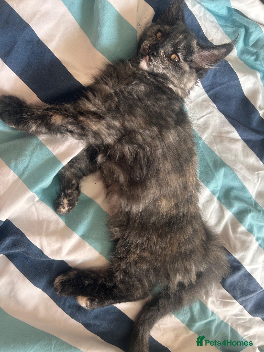 Maine Coon cats for sale: Beautiful Pedigree Maine Coon Kitten - 1 Left - Image 13