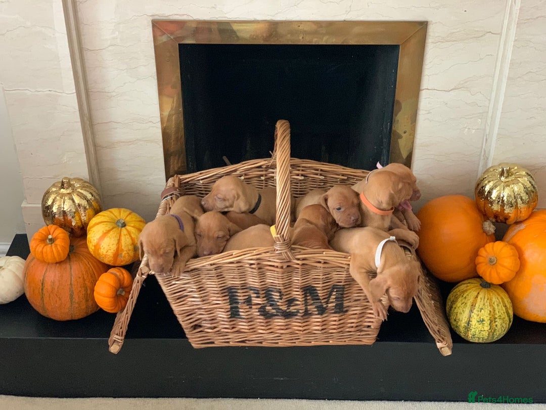 Hungarian Vizsla dogs for stud: Proven KC Registered Hungarian Vizsla in Reading - Advert 16