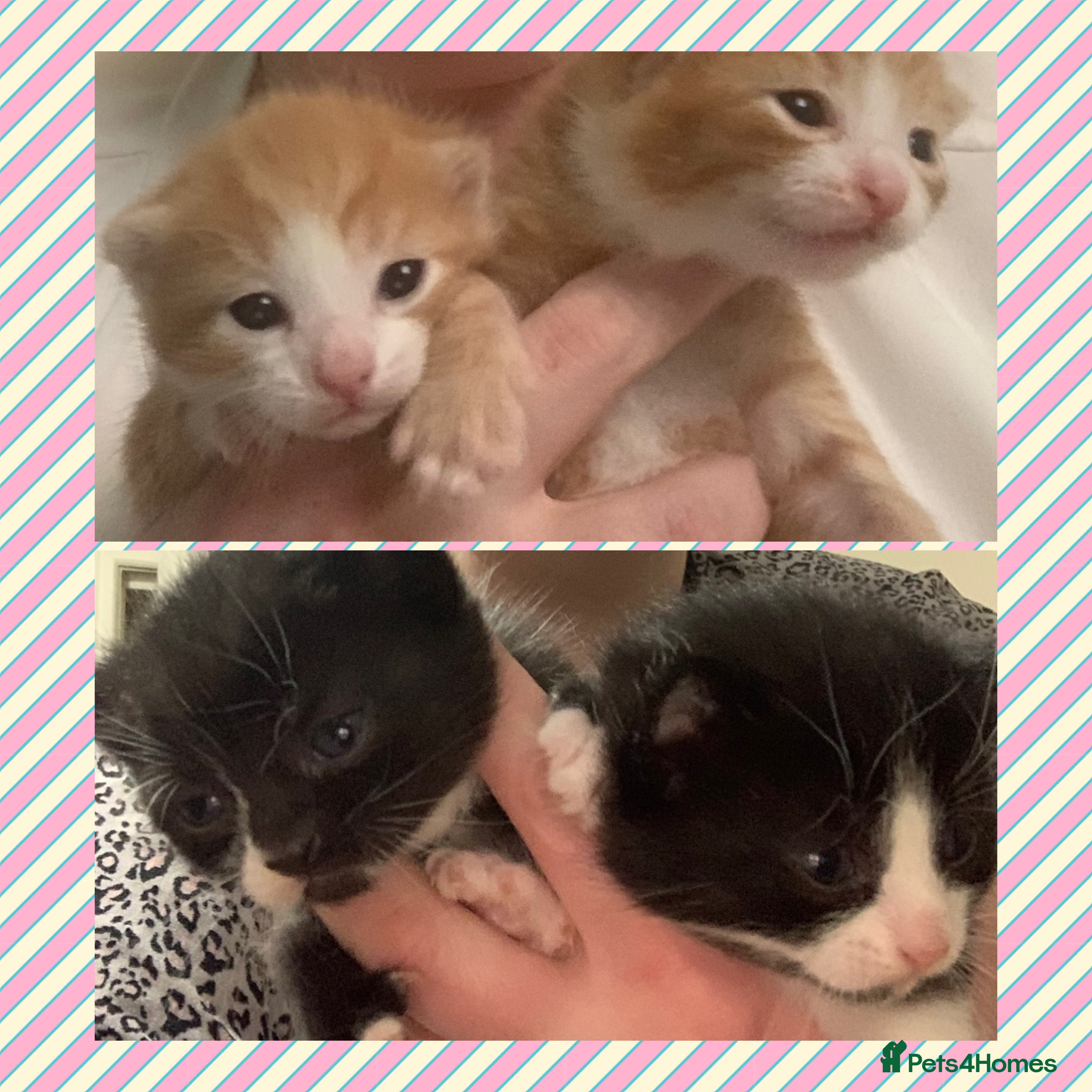 Mixed Breed cats Four kittens looking for loving forever homes .  - Advert 3