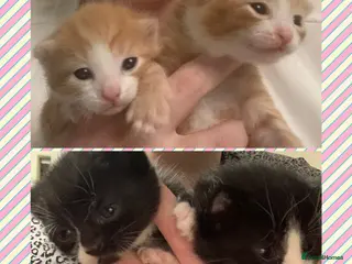 Mixed Breed cats Four kittens looking for loving forever homes . - Advert 1