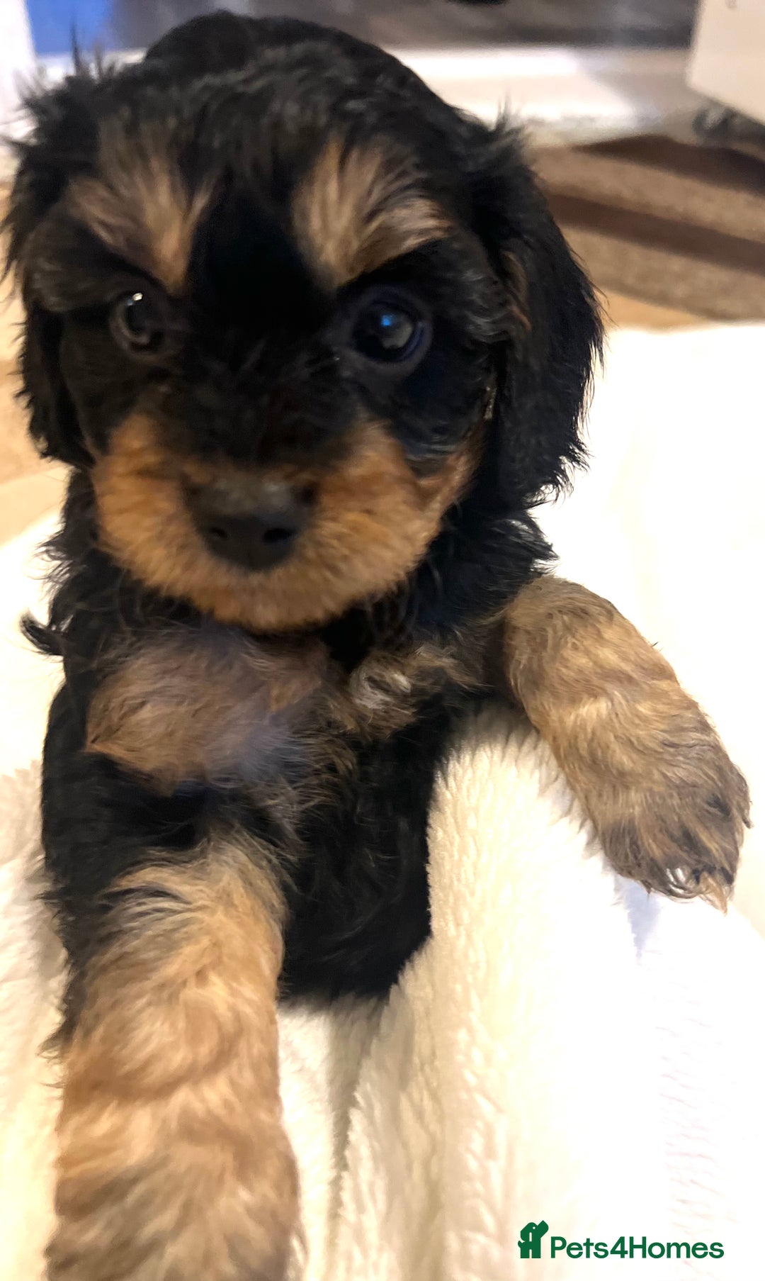 Cavapoo dogs for sale: ⭐️ Black & Tan Female Toy Cavapoo ⭐️ - Image 3