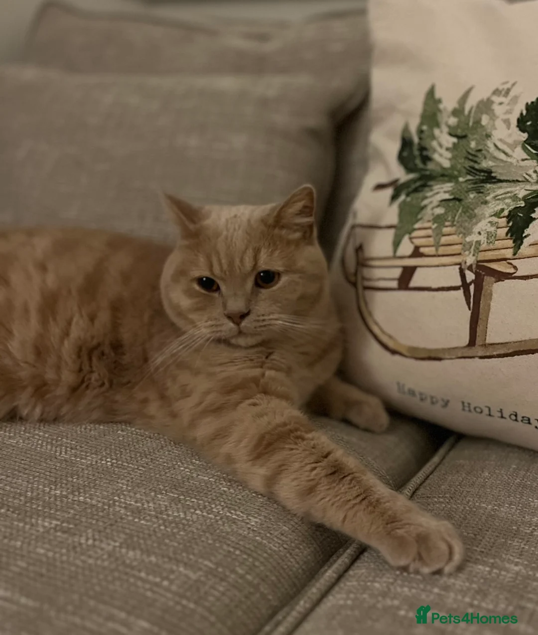 British Shorthair cats for sale: Male British Shorthair  - Advert 2