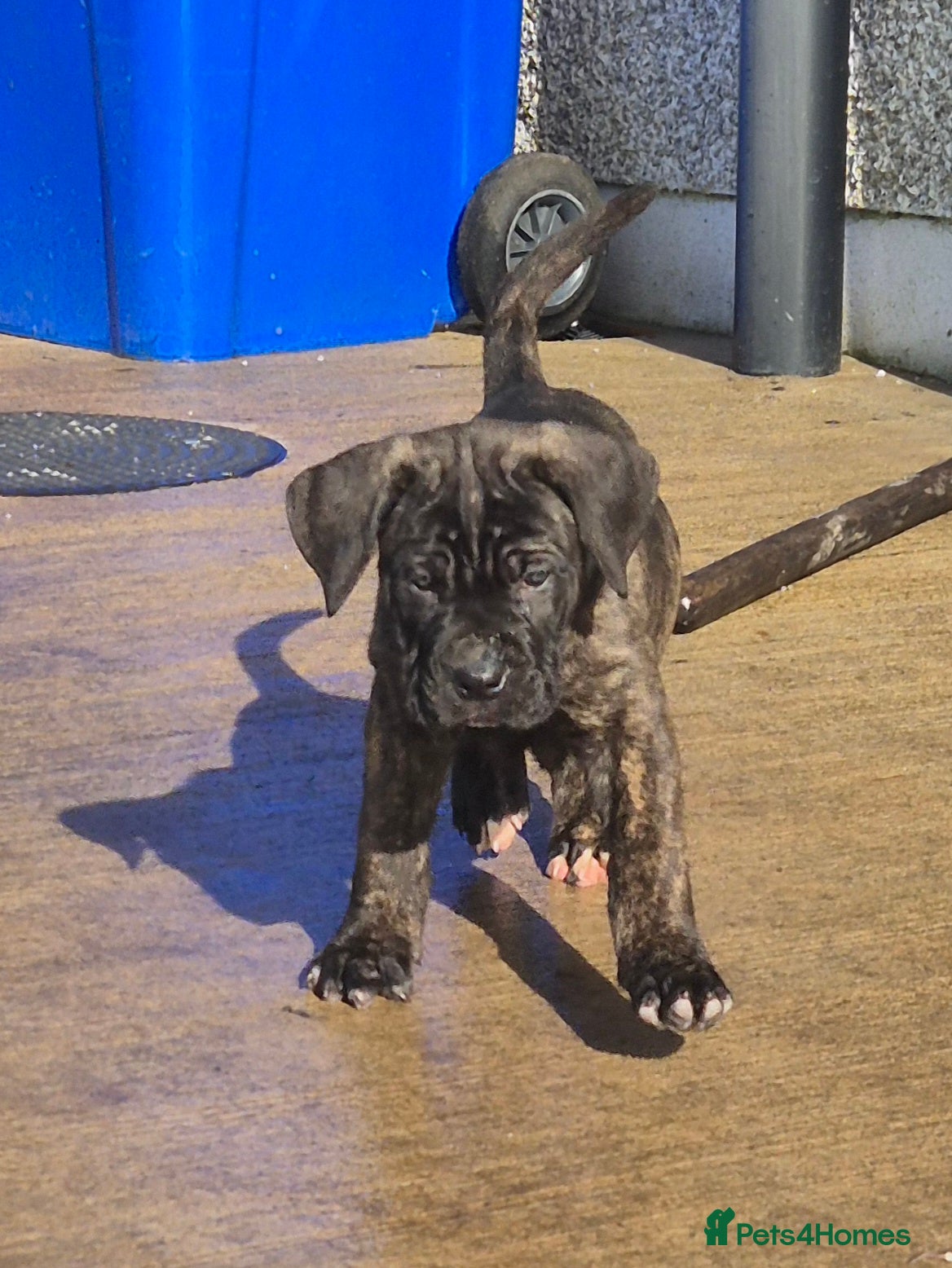 Cane Corso dogs Cane Corso liter - Advert 1