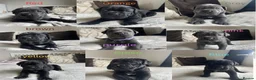 Cane Corso dogs for sale: Chunky Cane Corso Puppies in Penzance - Advert 1