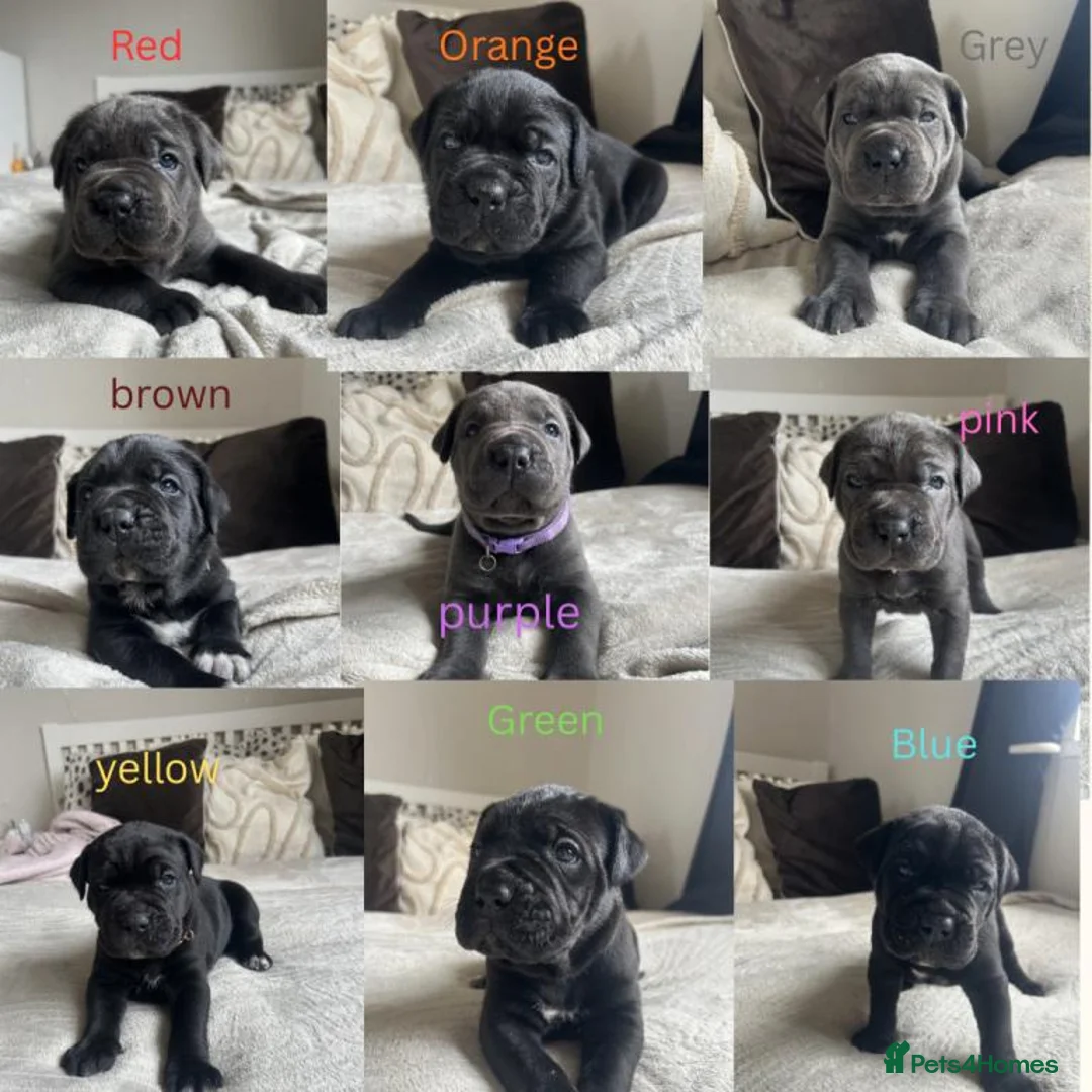 Cane Corso dogs for sale: Chunky Cane Corso Puppies in Penzance - Advert 1