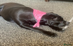 Cane Corso dogs for sale: Cane Corso puppies - Image 5
