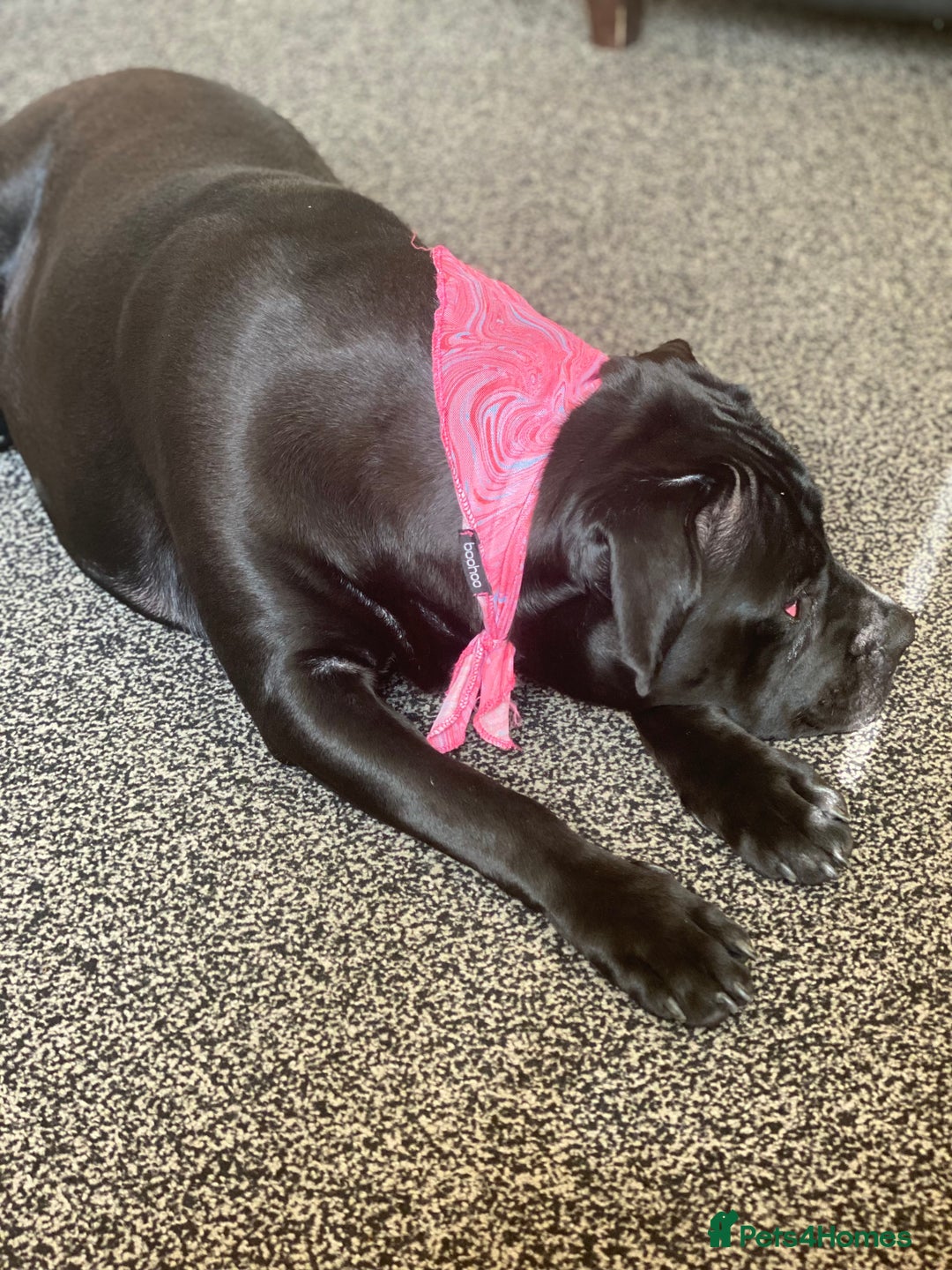 Cane Corso dogs for sale: Cane Corso puppies - Image 5