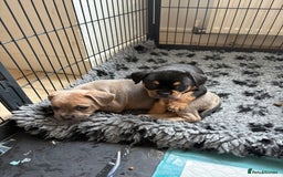 Mixed Breed dogs for sale: French bullhuahua - Image 36