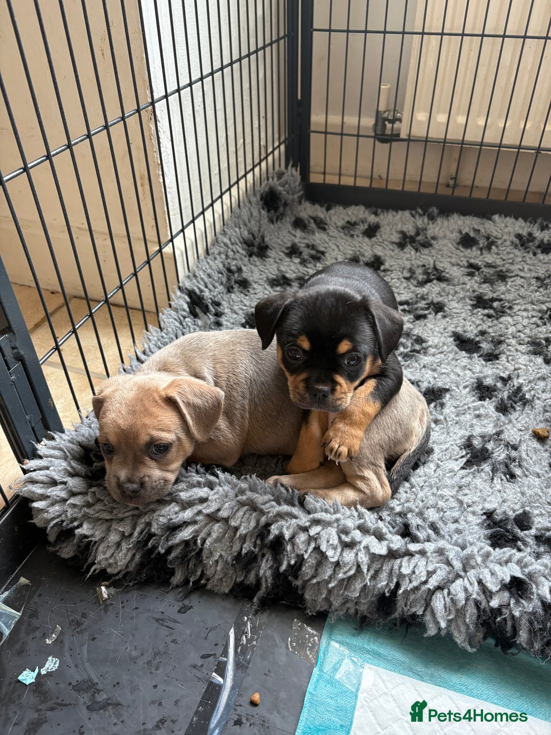Mixed Breed dogs for sale: French bullhuahua - Image 36