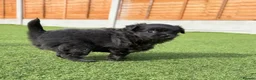 Chihuahua dogs for sale: 💕🐾 GORGEOUS LONG-HAIRED CHIHUAHUA GIRLS 🐾💕 - Advert 14
