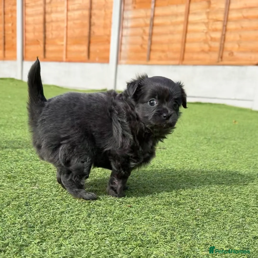 Chihuahua dogs for sale: 💕🐾 GORGEOUS LONG-HAIRED CHIHUAHUA GIRLS 🐾💕 - Advert 14