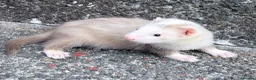 Ferret rodents for sale: Part Angora hob ferret new pic and video added - Advert 9