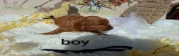 Cockapoo dogs for sale: Cockapoo Puppies PRA Clear! 262 DNA tests clear!KC - Advert 22