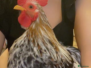 Chickens poultry Pekin Bantam Cockerels - Advert 5