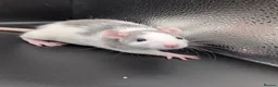 Rat rodents for sale: Baby Rats for homes in Durham - Advert 4