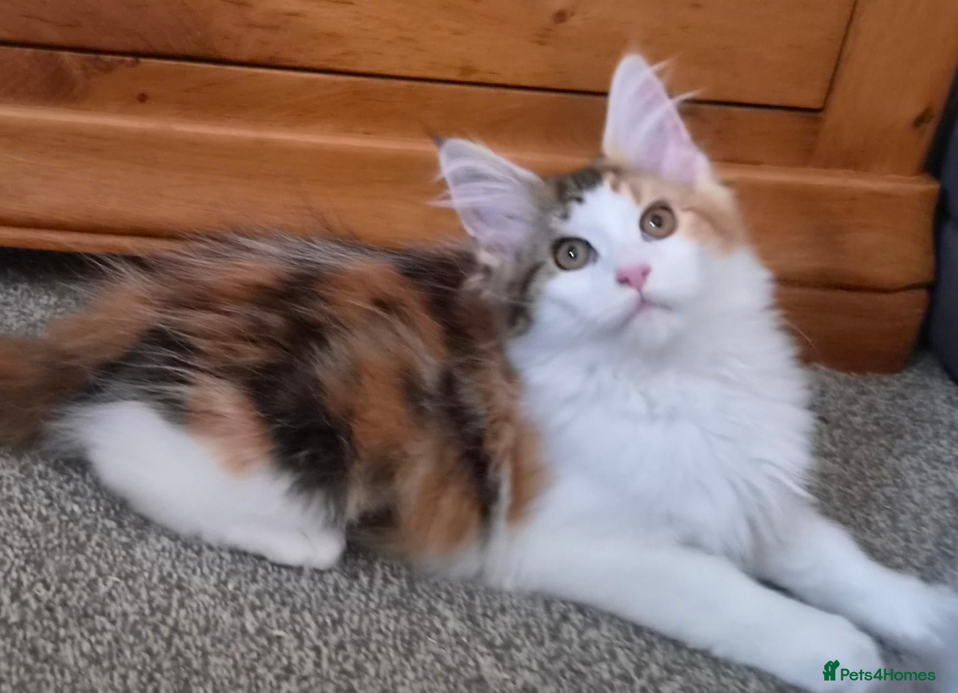 Maine Coon cats Beautiful Mainecoons  - Advert 18